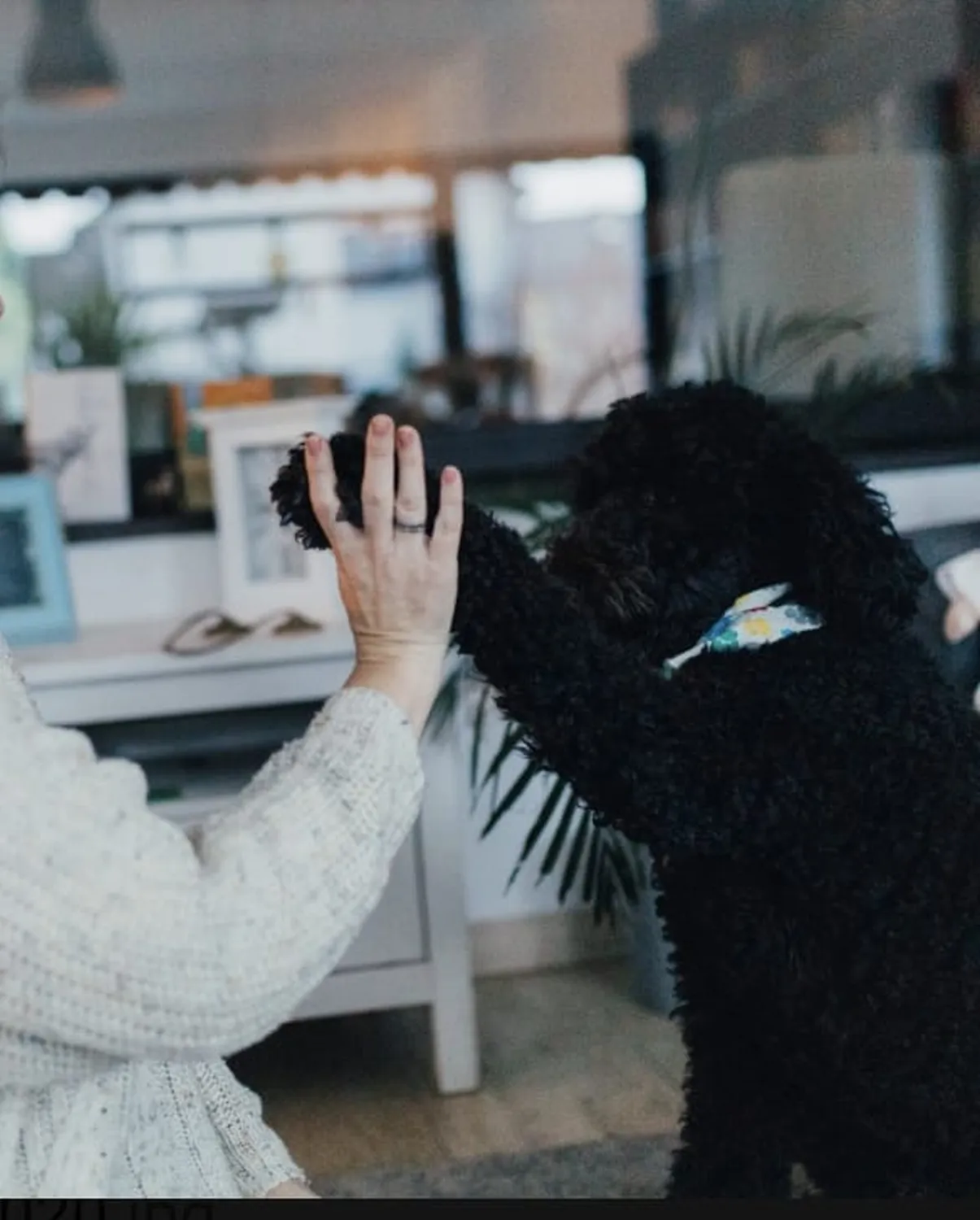 Lena Kuna-Schallenberg mit Hunden