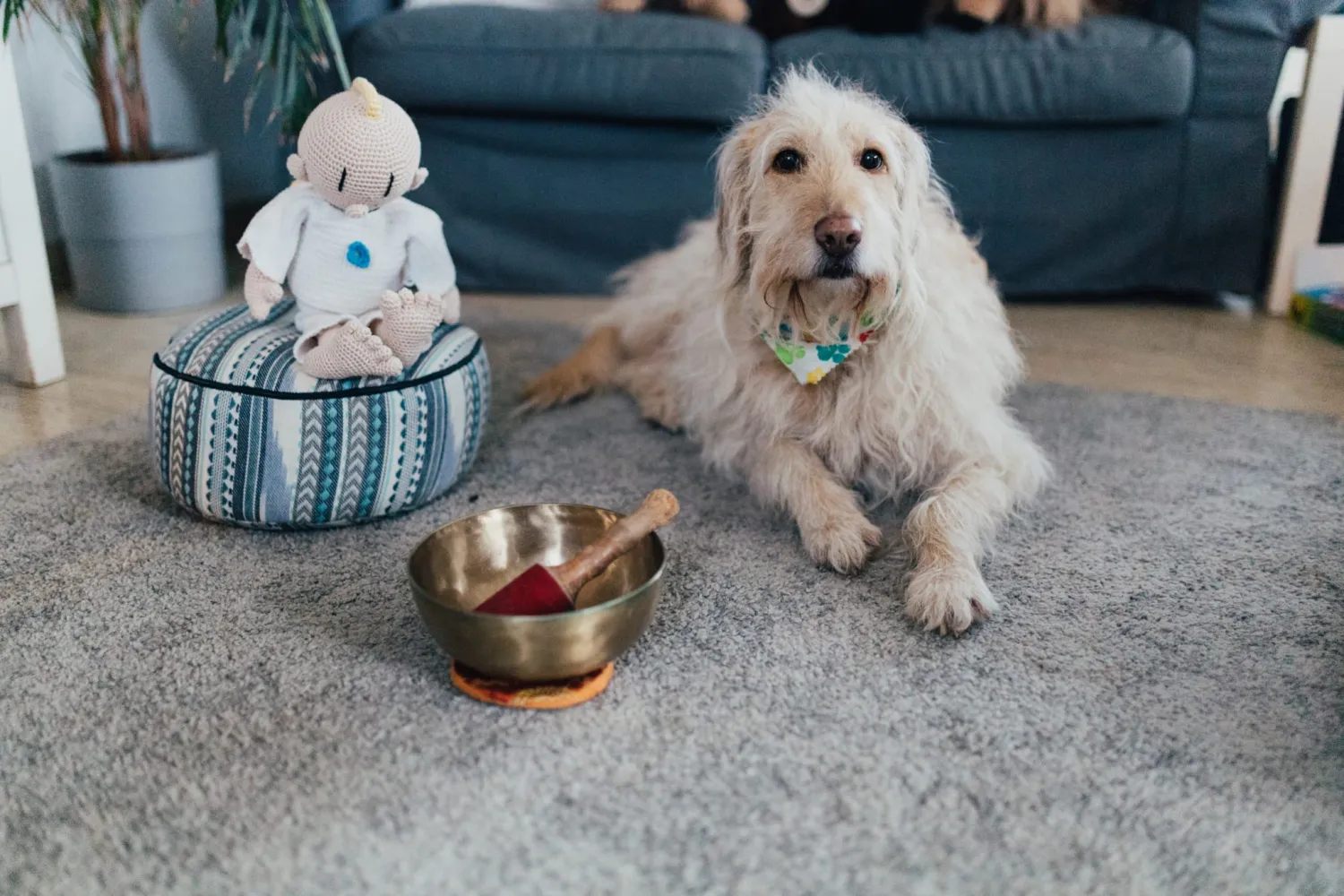 Lena Kuna-Schallenberg spielt mit Hunden