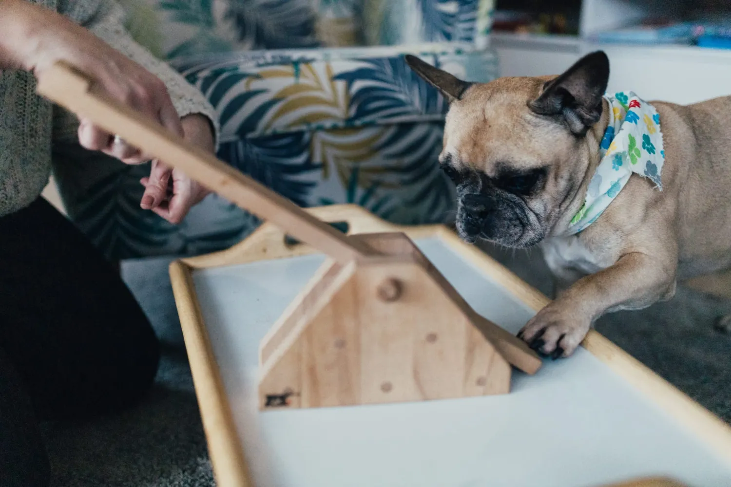 Lena Kuna-Schallenberg spielt mit Hunden