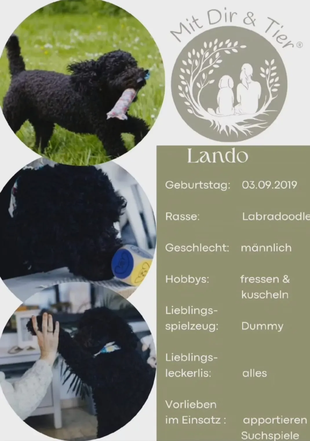 Lando von Mit Dir & Tier